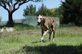 GREYHOUND 116